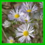 erigeron