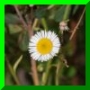 erigeron strigosus