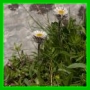 erigeron uniflorus