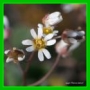 Draba verna