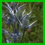 Eryngium bourgatii