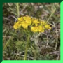 Euphorbia cyparissias