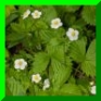 fragaria