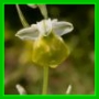 ophrys bourdon, hypochrome