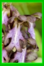 Orchis géant