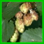 humulus