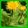 Inula hellenium