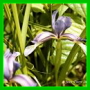 iris à f. de graminées