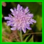 Knautia