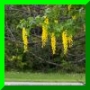 laburnum