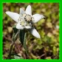 Edelweiss