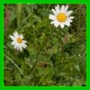 Leucanthemum