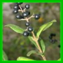 Ligustrum