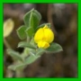 lotus cornuculatus 