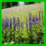 Lupinus polyphyllus