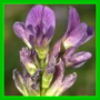 medicago sativa