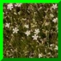 Minuartia