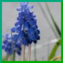 Muscari faux botryde