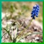 Muscari négligé