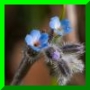 thmb_myosotis_str_ddj_1981.jpg