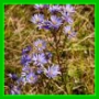 Aster novi-belgii