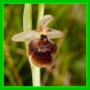 Ophrys x devenensis
