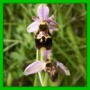Ophrys xalbertiana