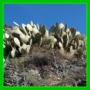 cactus raquette