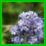 Onosma helvetica
