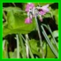 Primula secundiflora