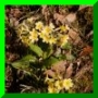 Primula x polyantha