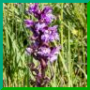 dactylorhiza X flixensis