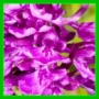 anacamptis X 