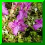 Rhodothamne
