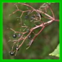 Sambucus nigra