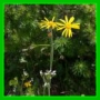 Senecio doronicum