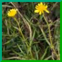 Senecio inaequidens