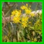 Senecio paludosus