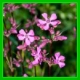 S. armeria