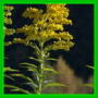 Solidago