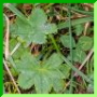 Alchemilla xanthochlora