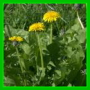 taraxacum officinale