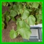 Tilia platyphyllos