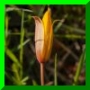 tulipe méridionnale