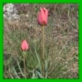 tulipe de Didier