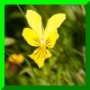 viola lutea