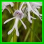 O. militaris X O. simia