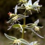 lithospermum
