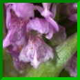 O. mai des Alpes X O. incarnat