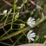 S. graminea